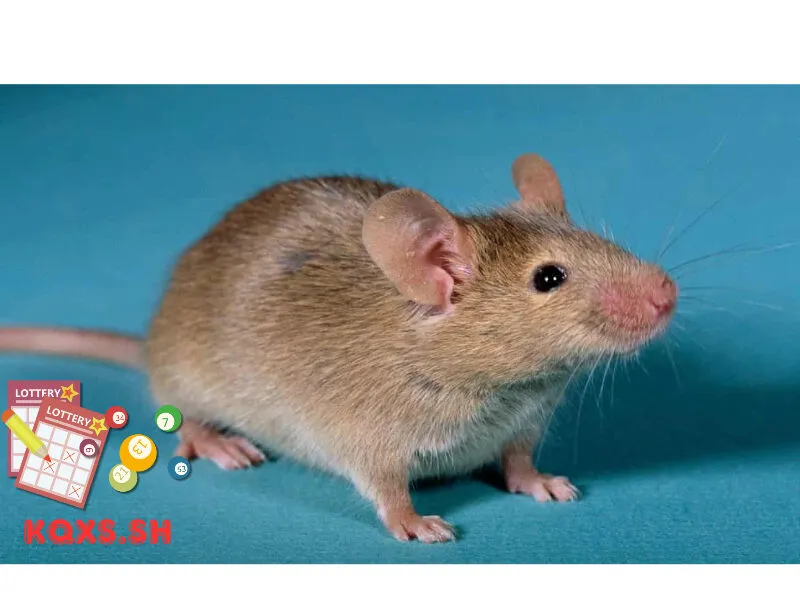 Số 10 trong lô đề có ý nghĩa gì? Mật mã con chuột và bí quyết chơi thông minh