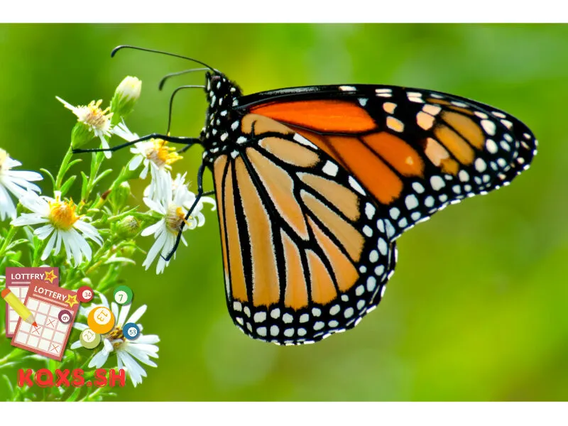 Số 18 trong lô đề có ý nghĩa gì? Khám phá con bướm và cơ hội vàng