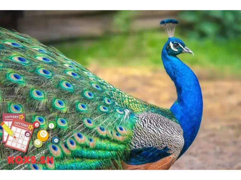 Số 20 trong lô đề có ý nghĩa gì? Bí mật con công và chiến thuật đánh chuẩn