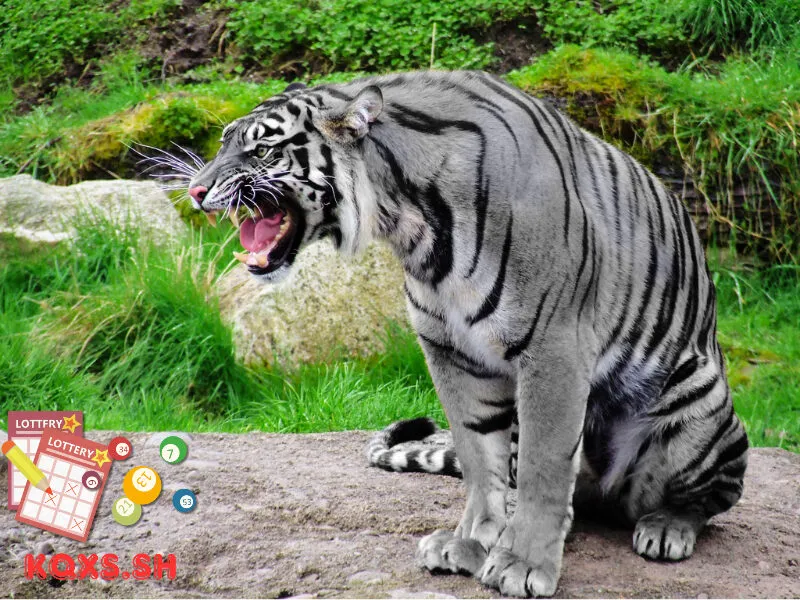 Số 22 trong lô đề có ý nghĩa gì? Khám phá con hùm và lối chơi hiệu quả