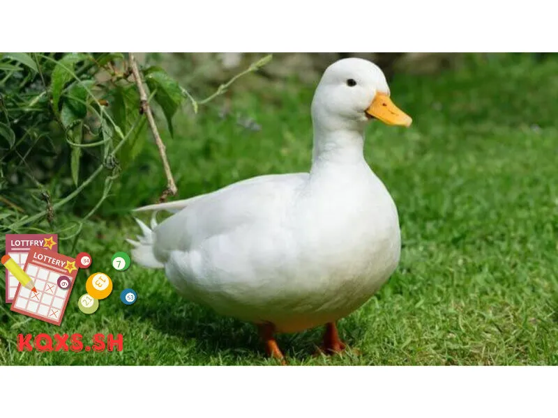Số 26 trong lô đề có ý nghĩa gì? Bí mật con vịt và phương pháp chơi an toàn
