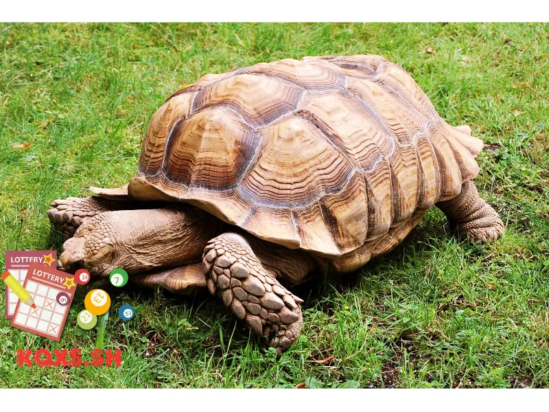 Số 27 trong lô đề có ý nghĩa gì? Khám phá con rùa và bí quyết chơi lâu dài