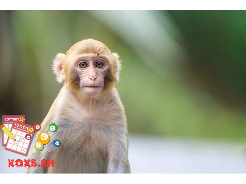 Số 28 trong lô đề có ý nghĩa gì? Giải mã con khỉ và lối chơi thông minh