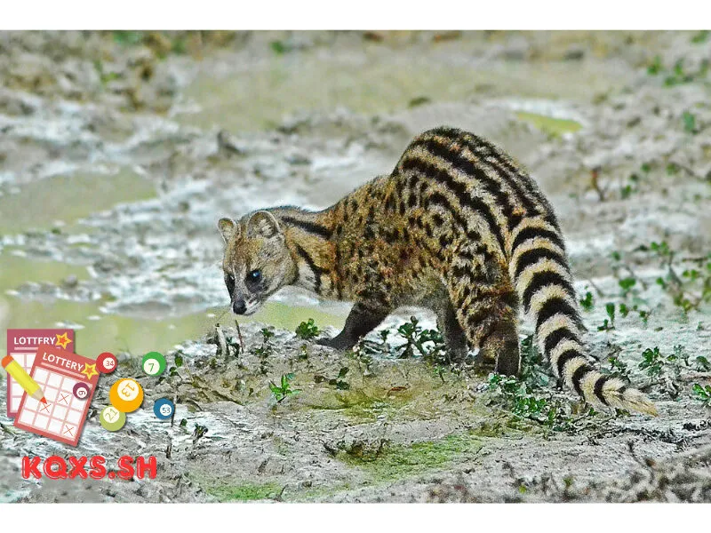 Số 29 trong lô đề có ý nghĩa gì? Bí mật con cầy và cách chơi hiệu quả