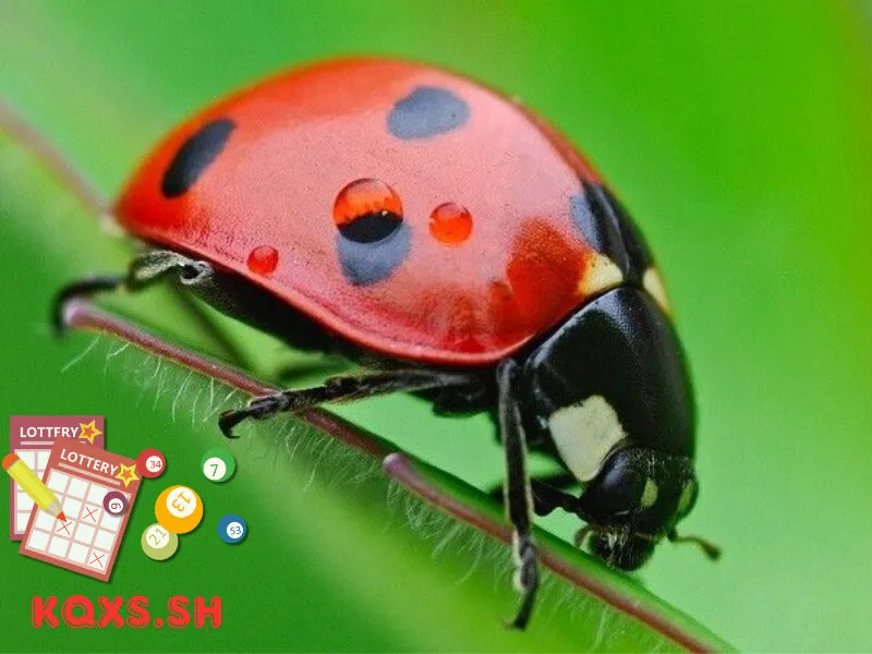 Số 4 trong lô đề có ý nghĩa gì? Giải mã con cộng và bí quyết chơi nhỏ mà hiệu quả